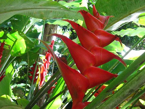 Red Flower